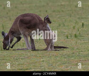 Prospettiva concettuale e umorosa del canguro del bambino leanign sulla sua propria coda contro la madre nel parco nazionale di Yanchep nell'Australia occidentale Foto Stock