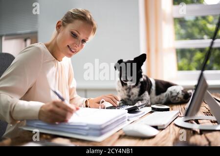 Contabile Donna fare contabilità fiscale utilizzando Calcolatrice con cane Foto Stock