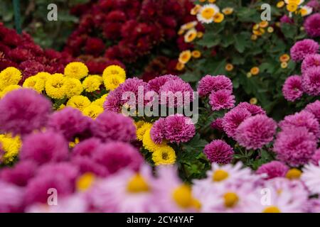Fiorito di crisantemi colorati su uno sfondo sfocato. Colorato sfondo floreale autunno. Varietà diverse di crisantemi, maroon, giallo, Foto Stock