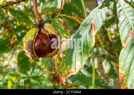 Conkers che crescono su un albero di castagno di cavallo, Aesculus hippocastanum. Foto Stock