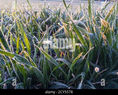 Cristalli d'acqua ghiacciati su foglie di grano, brina mattutina su cespugli di grano invernali. Foto Stock