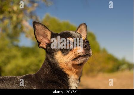 Razze piccole di cani. L'animale domestico deve camminare all'aperto. Ritratto di un cane. Foto Stock