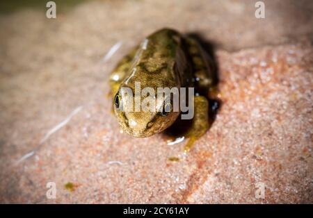 Rana della rana comune (Rana temporaria) Su una roccia bagnata Foto Stock