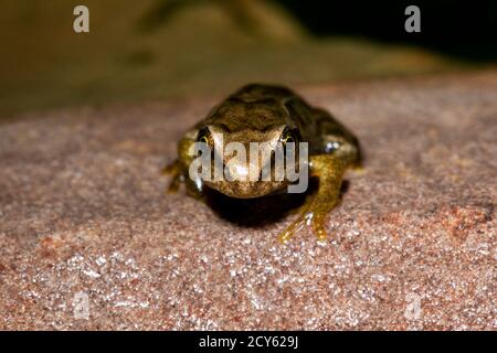 Rana della rana comune (Rana temporaria) Strisciando fuori dal laghetto verso Viewer Foto Stock