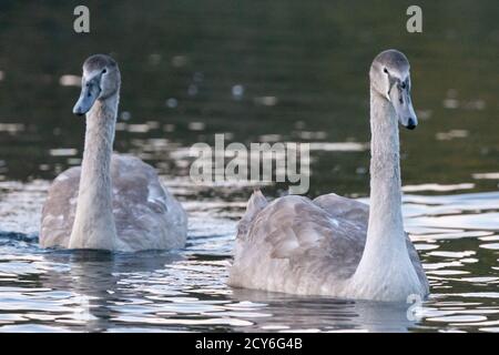 Due cigni giovani, o cigneti cigni completamente cresciuti in acqua. Mute swan, cygnus olor. Anatidae, uccelli acquatici. Inghilterra, Regno Unito Foto Stock