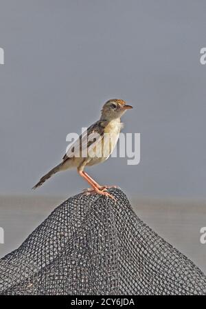 Zitting Cisticola (Cisticola juncidis fuscicapilla) adult perched on net at shrimp farm  Bali, Indonesia       July Stock Photo