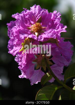 Primo piano di "crepe-mirto gigante" o "crepe-mirto della regina" fiore Foto Stock