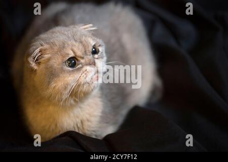 Divertente cucciolo scozzese piega meowing. Foto Stock