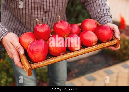 Fresche e mature rosso organico le mele in una scatola di legno nelle mani di sesso maschile. Raccolto autunnale di mele rosse per alimenti o di succo di mela su un giardino sullo sfondo. La raccolta Foto Stock