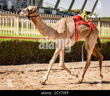 Dubai, UAE, Mar 21, 2018 - Camel corre sulla via di essere addestrati a gara con il piccolo robot fantino sul suo retro Foto Stock