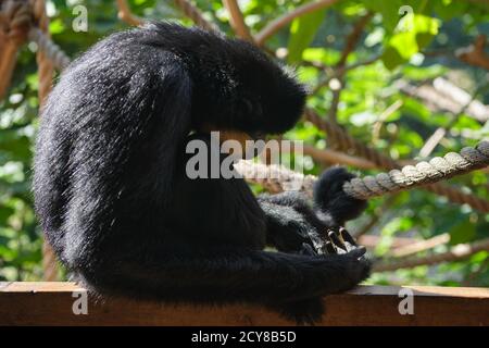 Vista laterale di un Gorilla occidentale seduto e tenendo una corda. Foto Stock