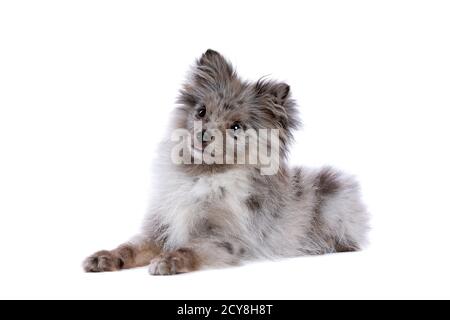 Cane Blue Merle Pomeranian di fronte a uno sfondo bianco Foto Stock