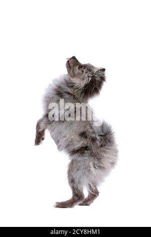 Cane Blue Merle Pomeranian di fronte a uno sfondo bianco Foto Stock