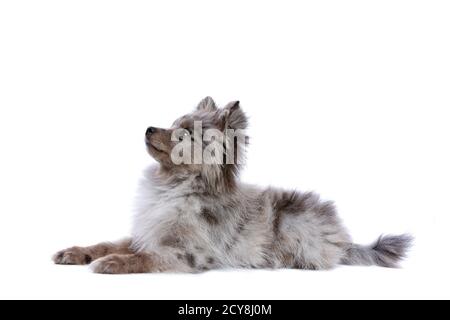 Cane Blue Merle Pomeranian di fronte a uno sfondo bianco Foto Stock