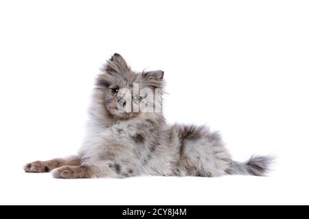 Cane Blue Merle Pomeranian di fronte a uno sfondo bianco Foto Stock