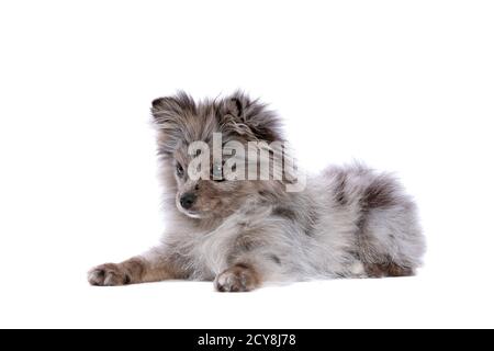 Cane Blue Merle Pomeranian di fronte a uno sfondo bianco Foto Stock