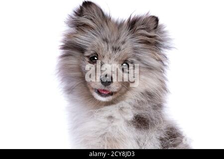 Cane Blue Merle Pomeranian di fronte a uno sfondo bianco Foto Stock