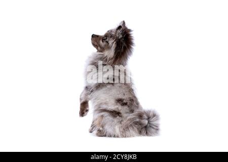 Cane Blue Merle Pomeranian di fronte a uno sfondo bianco Foto Stock