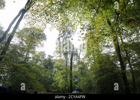 Aylesbury vale, Regno Unito. 1 ottobre 2020. Un'area del campo di protezione della fauna selvatica nel bosco antico che ha ispirato Roald DahlÕs fantastico signor Fox a JonesÕ Hill Wood da cui gli attivisti anti-HS2 sono stati sfrattati da Bailiffs del National Eviction Team che lavorano per conto di HS2 Ltd. Circa 40 attivisti ambientali e residenti locali, Alcuni dei quali vivono in case di alberi di fortuna a circa 60 metri sopra il suolo, erano presenti durante gli sfratti a JonesÕ Hill Wood che aveva servito come uno dei numerosi campi di protesta allestiti lungo il percorso del £106bn HS2 collegamento ferroviario ad alta velocità per resistere a. Foto Stock