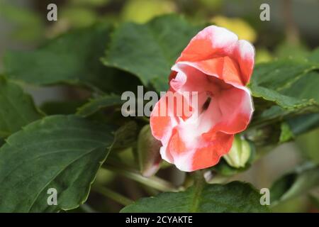 Una pianta Impatiens walleriana chiamata anche Busy Lizzie, balsamo, o sultana, con fiore singolo rosso e bianco. Foto Stock