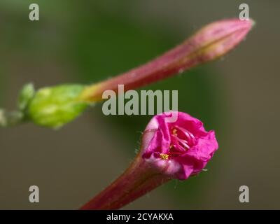 Quattro o la Marvel del Perù pianta Mirabilis jalapa È una varietà ornamentale coltivata comunemente di specie vegetali di Mirabilis Foto Stock