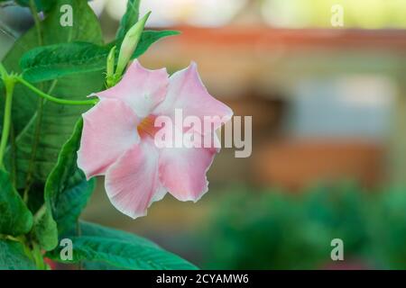 fiore rosa gelsomino brasiliano di piante mandevilla sanderi Foto Stock