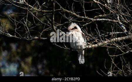 Nativo australiano ridendo kookaburra uccello kingfisher riposato sul ramo dell'albero alla luce del sole Foto Stock