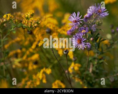 primo piano di fiori selvatici viola e giallo autunno in fiore Foto Stock