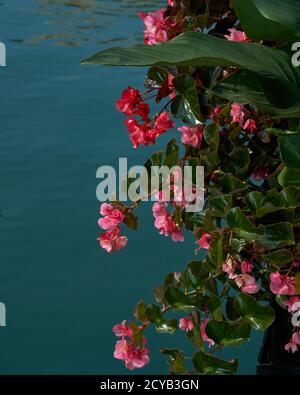 Cestino appeso di gerani rosa lungo il fiume Chicago Foto Stock