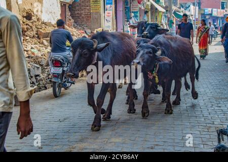 Barsana, India - 23 Febbraio 2018 - bovini a piedi attraverso le strade di ciottoli della città Foto Stock