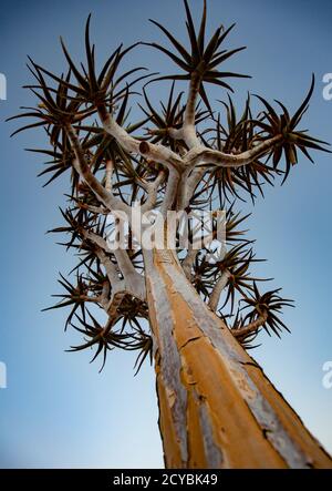 Quivertrees sono unici per i deserti della Namibia Foto Stock