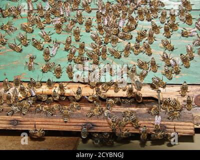 Primo piano di scalda di api su scatola di alveare di legno Foto Stock