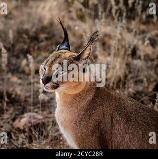 Caracal scansioni cat i suoi dintorni per alimenti Foto Stock