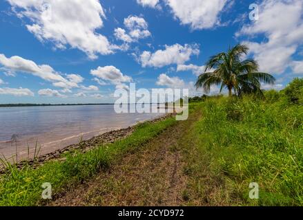 Albero di cocco che si trova tra il fiume Suriname su UN luminoso Giornata di sole a Nieuw Amsterdam Foto Stock