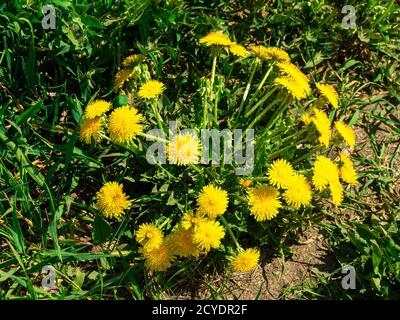 un grande cespuglio di dente di leone fiorisce con molti fiori gialli Foto Stock