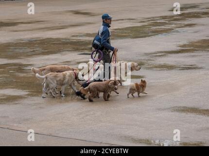 Boston, Massachusetts - Ottobre 25, 2018 - dog walker con sei cani in posizione di parcheggio Foto Stock