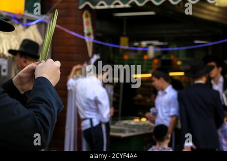 Un ebreo ortodosso esamina Lulav, una delle quattro specie di Sukkot Foto Stock