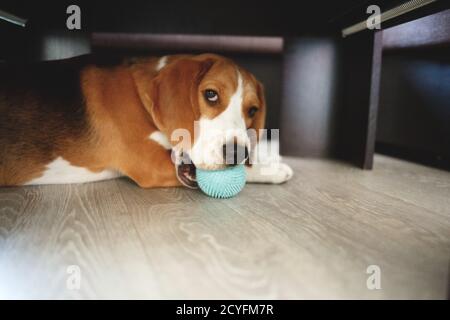 beagle cucciolo gnaws una palla blu. fuoco selettivo, sfocatura Foto Stock