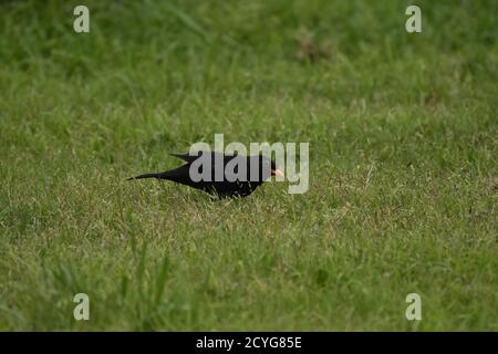 uccello nero sull'erba Foto Stock