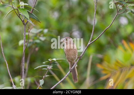 Adulto Striated Babbler appollaiato su un ramo di albero di mangrovie al Sundarban National Park, Bengala occidentale, India Foto Stock