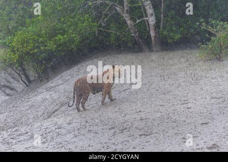 Dominante adulto maschile tigre Bengala pattugliando il suo territorio in pioggia torrenziale durante il monsone nella riserva della tigre Sundarban, Bengala occidentale, India Foto Stock