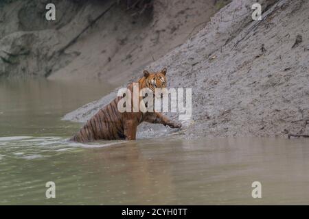 Dominante adulto maschile tigre Bengala che esce dall'acqua con una feroce stare alla riserva della tigre Sundarban, Bengala occidentale, India Foto Stock