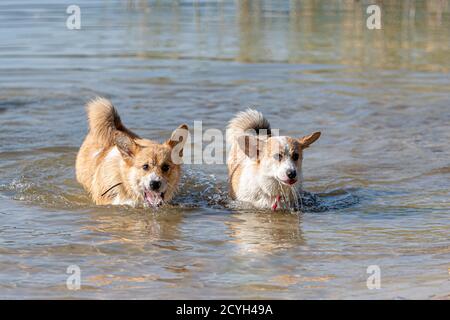 Molti cani felici gallesi Corgi Pembroke che giocano e saltano dentro l'acqua sulla spiaggia di sabbia