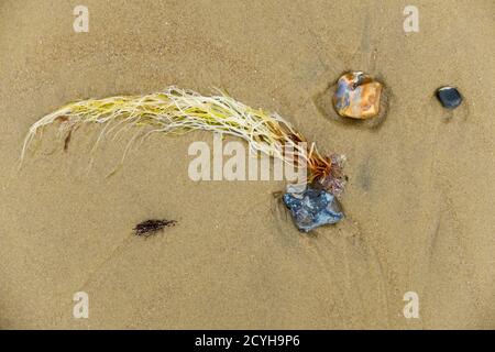 Alghe e pietre sulla spiaggia sabbiosa di Priory Beach sull'Isola di Wight. 21 agosto 2016. Foto: Neil Turner Foto Stock