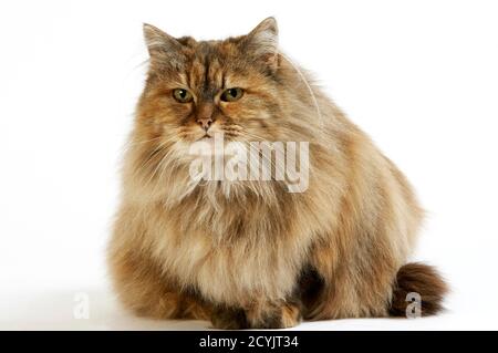 Femmina Tortoiseshell Persiano Domestico Gatto Foto Stock