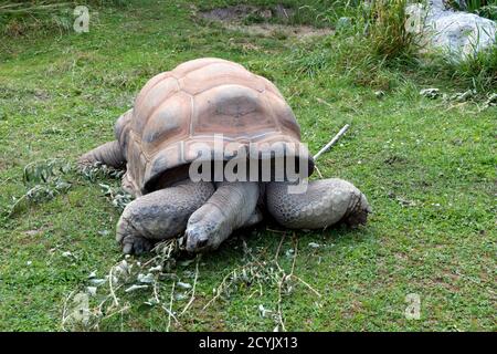 Aldabra Giant Tartaruga (Aldabrachelys gigantea) dalle Seychelles allo Zoo di Vienna in Austria, Europa. Animale, rettile in giardino zoologico gabbia in Wi Foto Stock