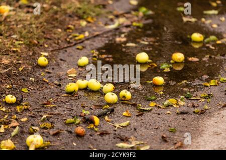 le mele cadute si trovano in un pouddle sul terreno Foto Stock