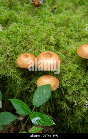 Woodtuft inguainato: Kuehneromyces mutabilis. Surrey, Regno Unito. Foto Stock