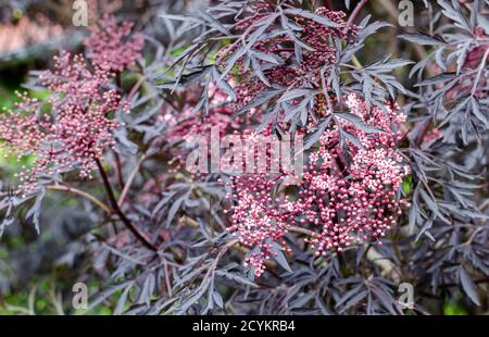 Sambucus nigra 'Eva' fiorisce con il suo nero e viola foglie e fiori rosa cremosi Foto Stock