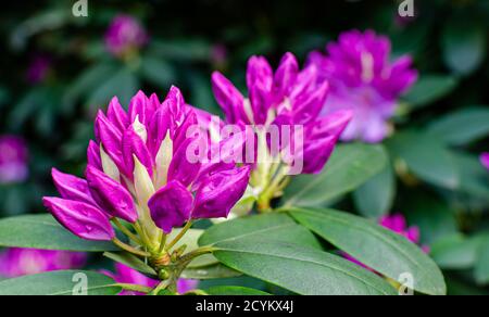 Tre bellissimi rhodorendron rosa fiori chiusi appena prima dell'apertura. Carta da parati floreale, sfondo. Primo piano. Foto Stock